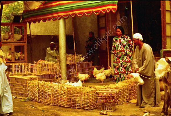 Egyptian Chicken Seller, Cairo